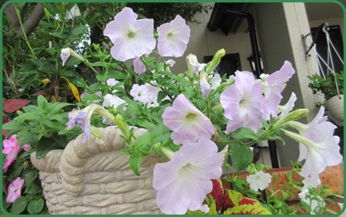 ペチュニアは花がら摘みと切り戻しが大切 狭い庭を花いっぱいにする育て方 楽天ブログ