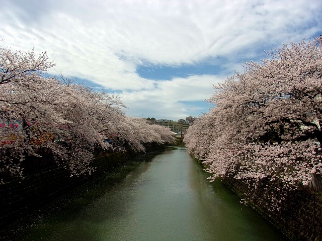 2016 4月4日大井橋より上流を見て.jpg