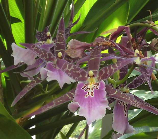 □蘭の王国 ブラジル大紀行 BRAZILIAN ORCHIDS ブラジル野生蘭全書 永久保存版 原種カトレア 洋蘭 ラン ｜住まい、暮らし、育児