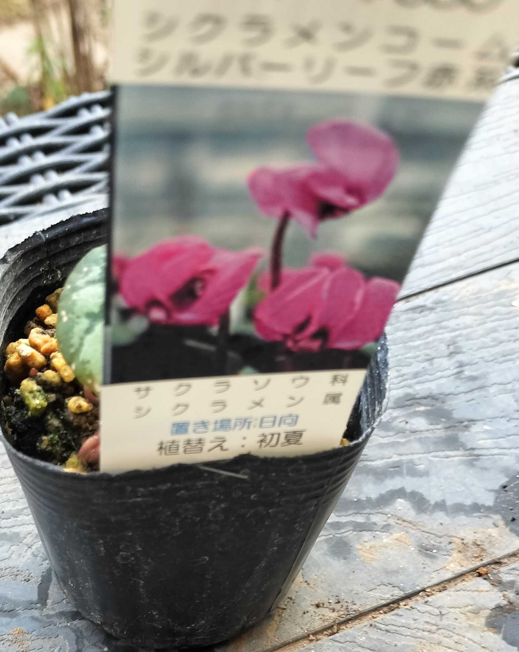 かごバスケットに寄せ植え 原種シクラメン | たねをまく日々 - 楽天ブログ