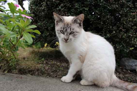 我が家のニャンコ♪2013/11/10-3