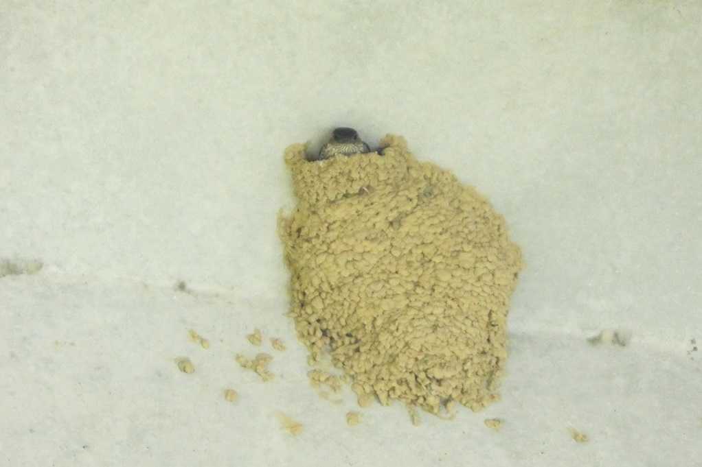 515