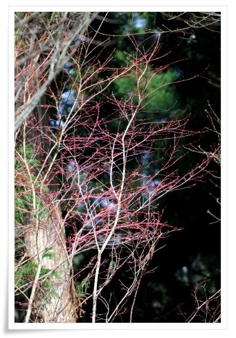 樹木公園-5 モミジの赤い枝 13.3.19