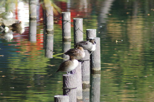 洗足池の野鳥