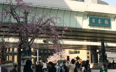 sakura5.JPG