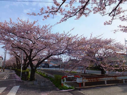 20130430 桜と尾川園4