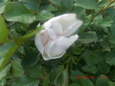 a1