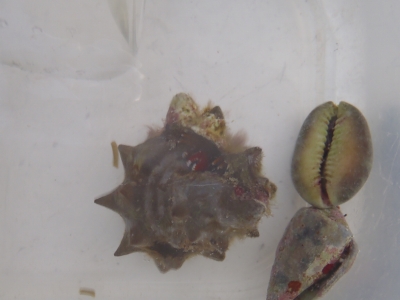 沖縄磯採集2013年7月下旬24　サンゴヤドカリ属（Calcinus）の種