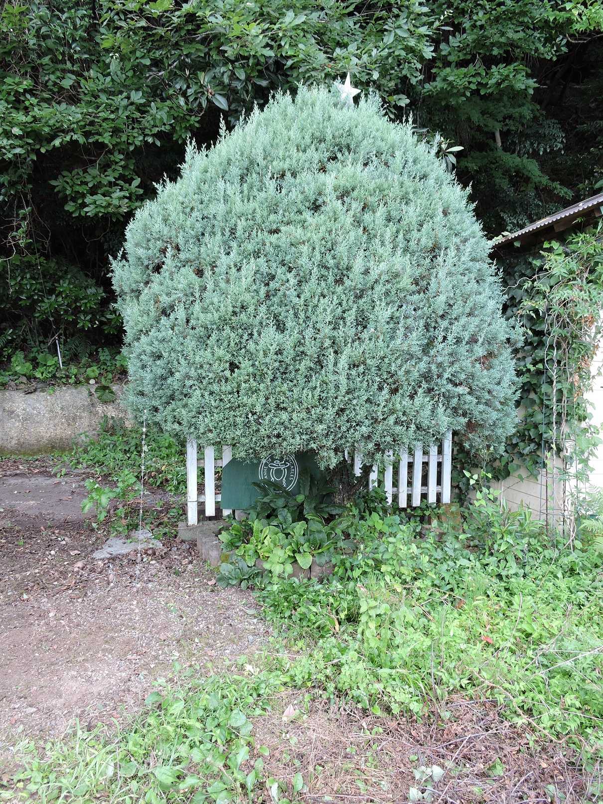 剪定後のブルーアイスを後ろから見てビックリよ すぷーん ガーデン 楽天ブログ