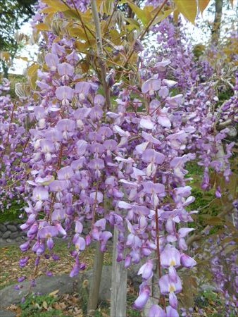 蓮華寺池公園　藤の花