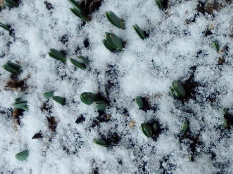 スイセンの芽に雪が～