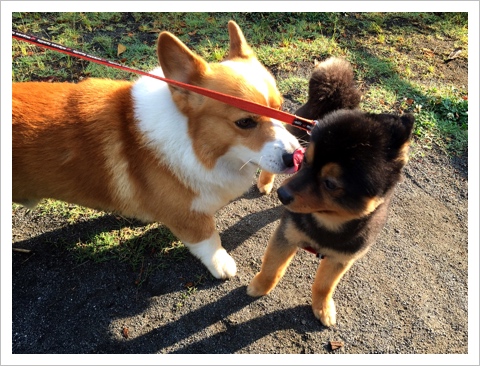 アレックス &チョコちゃん