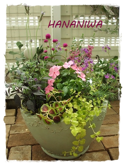 卑弥呼の寄せ植えUP1.JPG