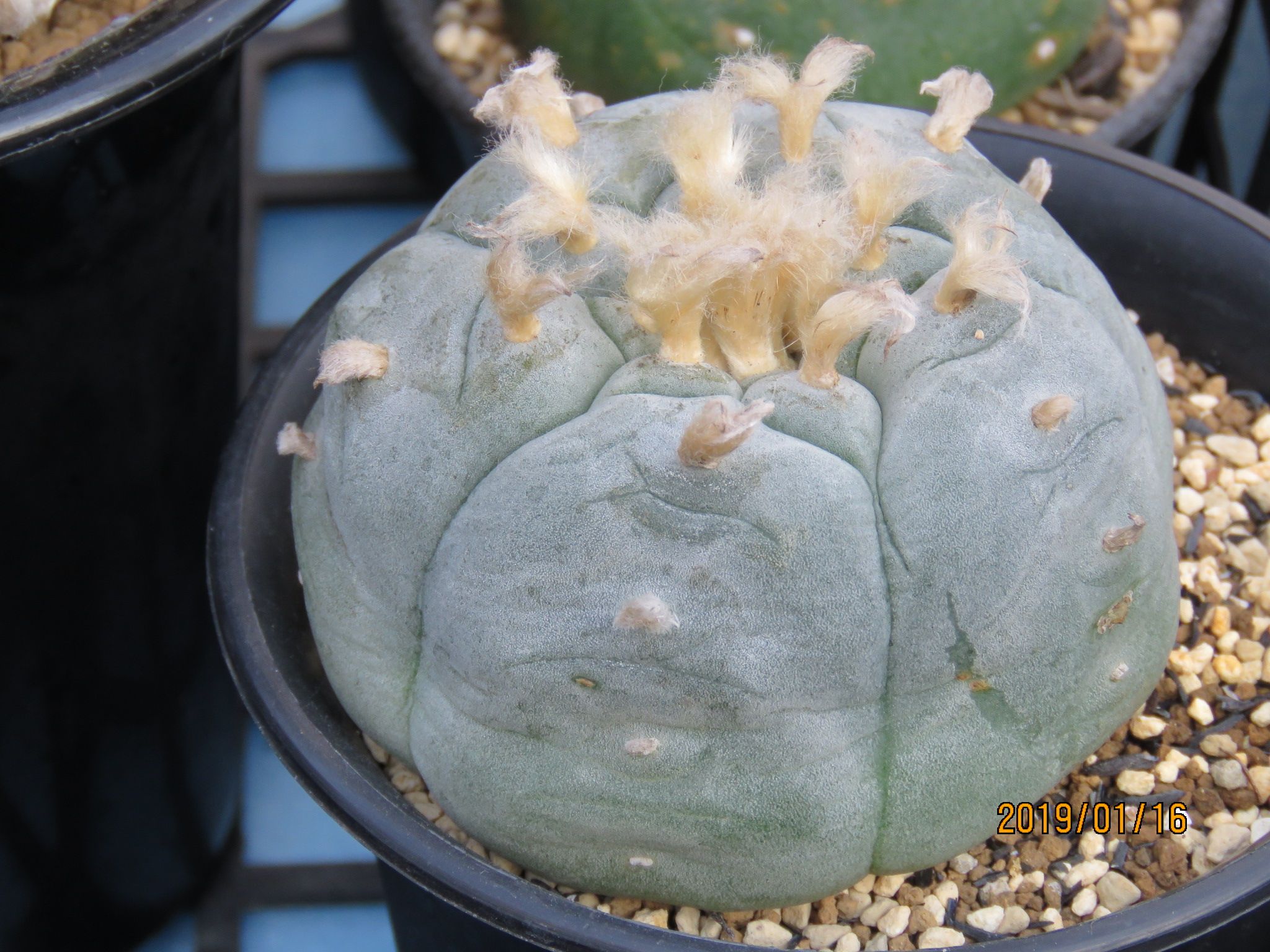 ロホホラ属 しわしわになってきた びびるタニサボ達 楽天ブログ