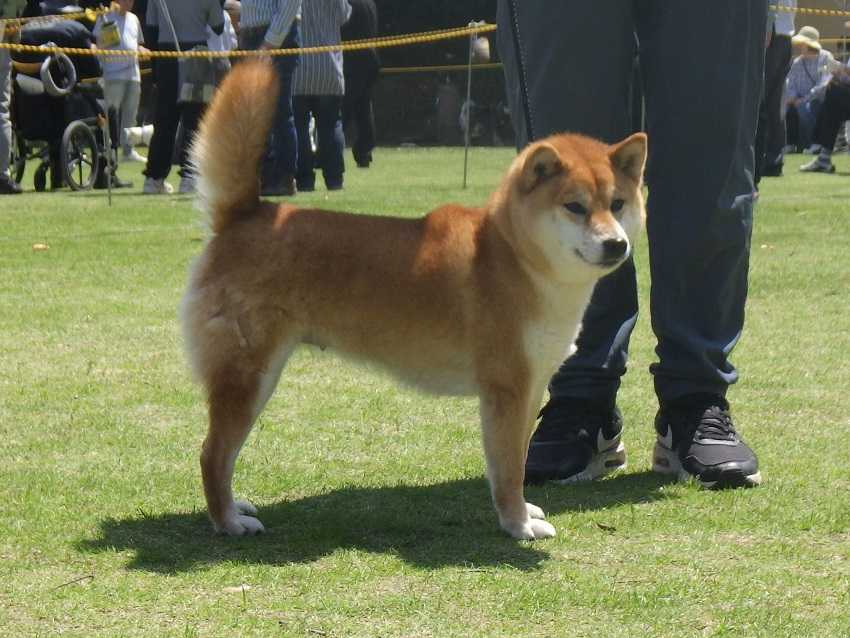 四国連合展・香川（令和6年春季）～その６～ | 柴楽日記 - 楽天ブログ