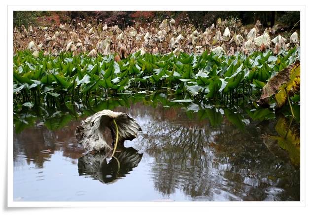 北部公園-21 蓮池-7 15.11.14