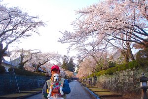 20120408宿坊通り