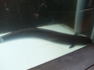 s-DSCF4745.jpg