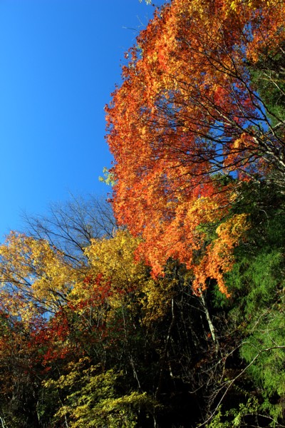 八幡峠の紅葉