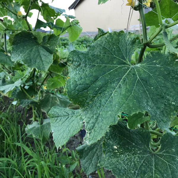 きゅうり病気 わ菜園のブログ 楽天ブログ