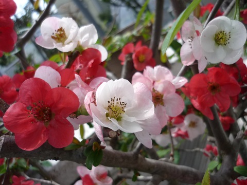 P1320999ぼけ.jpg