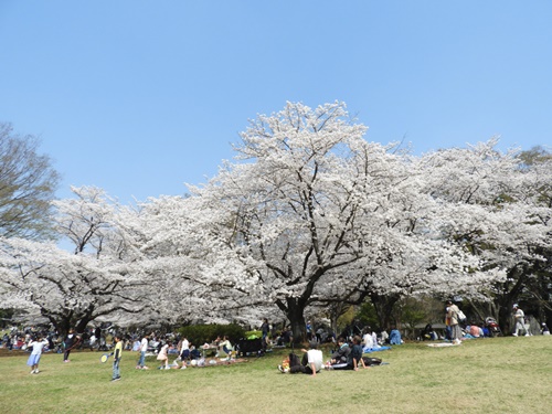 光が丘公園の桜