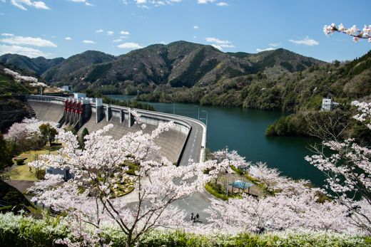 弥栄ダム周辺の桜を見に行く。 | くり坊のひとりごと（blog版） - 楽天ブログ