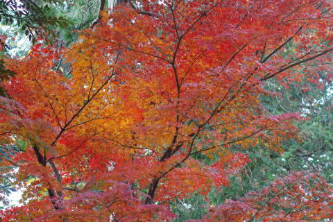 井の頭恩賜公園の紅葉