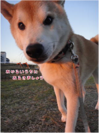 夕方3.jpg