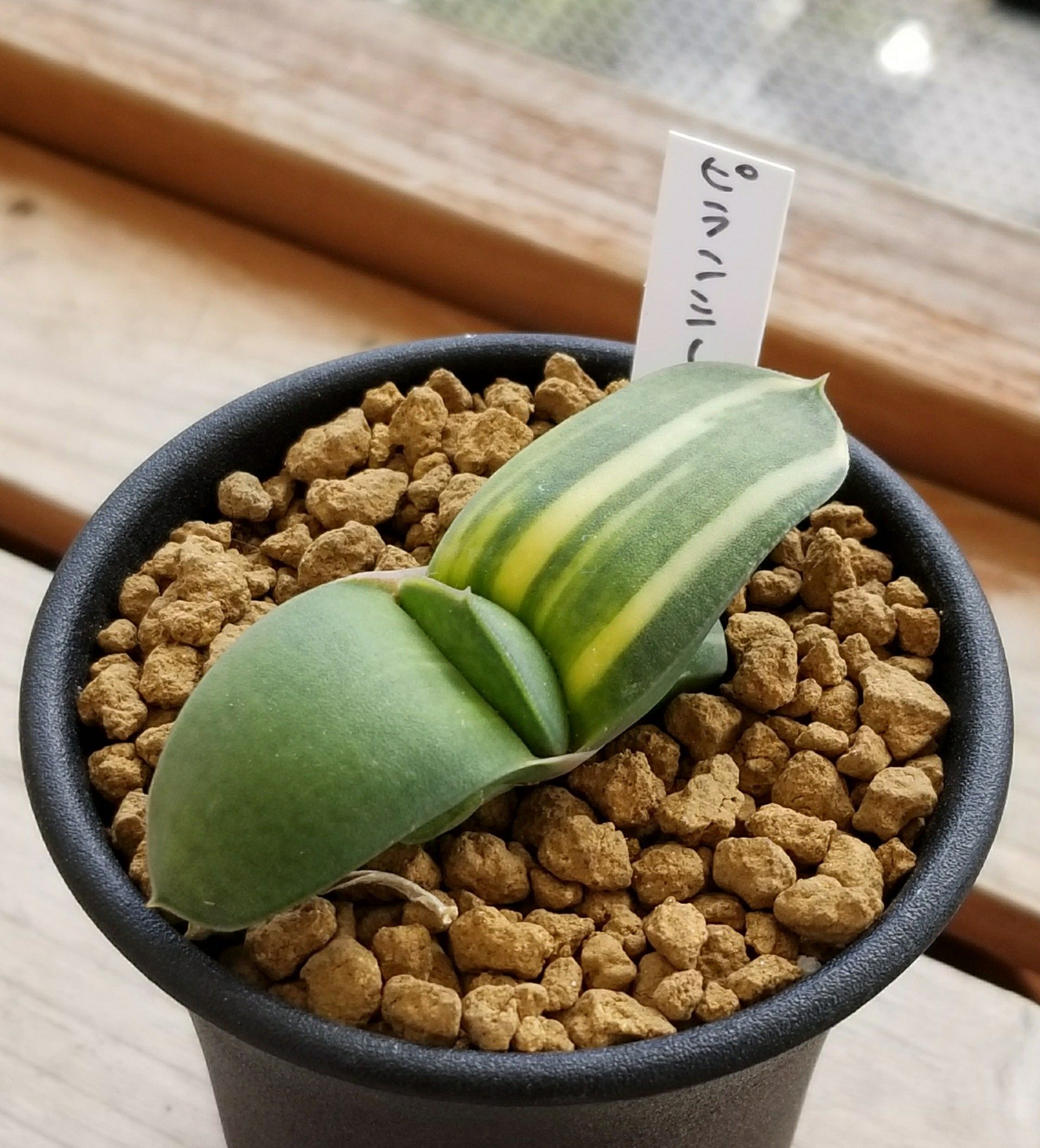 ☆ガステリア・多肉植物☆800☆ 臥牛錦 ☆ ザ・ファームセレクト