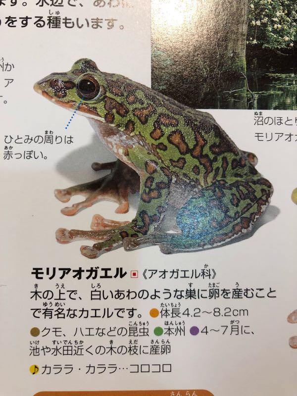 天然記念物モリアオガエル A National Treasure Moriaogaeru Frog 富士山麓やまぼうしのブログ Mt Fuji Farm Stay Yamaboushi 楽天ブログ