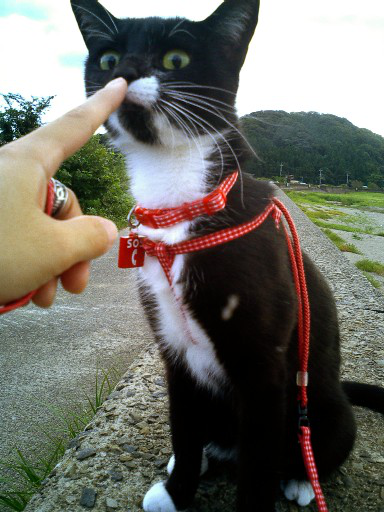 No231-006