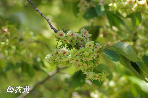 旧芝離宮恩賜庭園