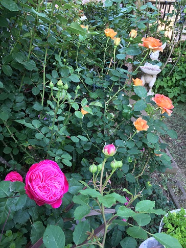 IMG_0577.JPG