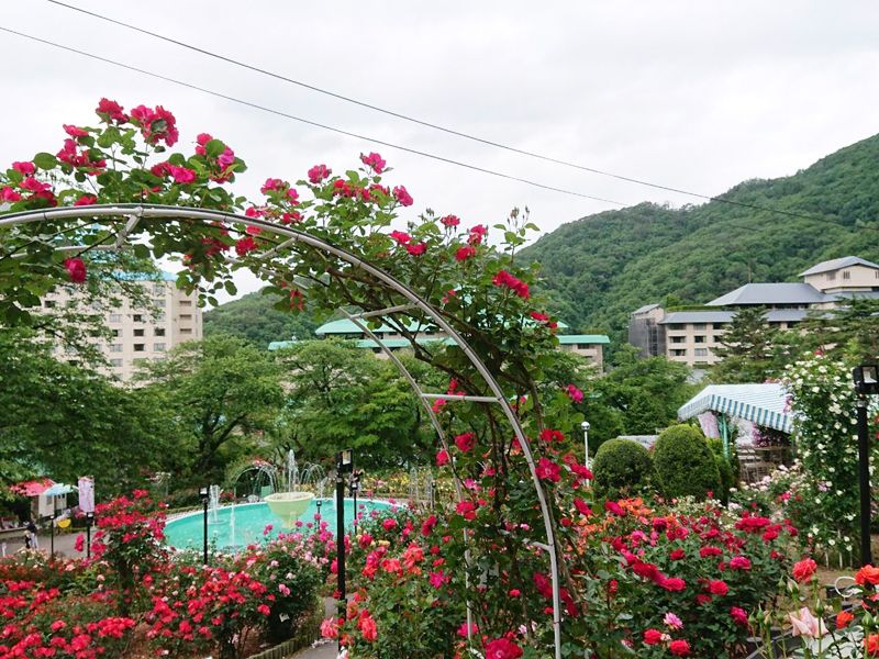 花巻温泉バラ園 開花状況 19 6 11 花巻温泉スタッフblog ぽちっと花温 楽天版 楽天ブログ