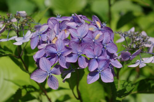 光則寺の紫陽花