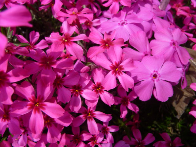206 芝桜