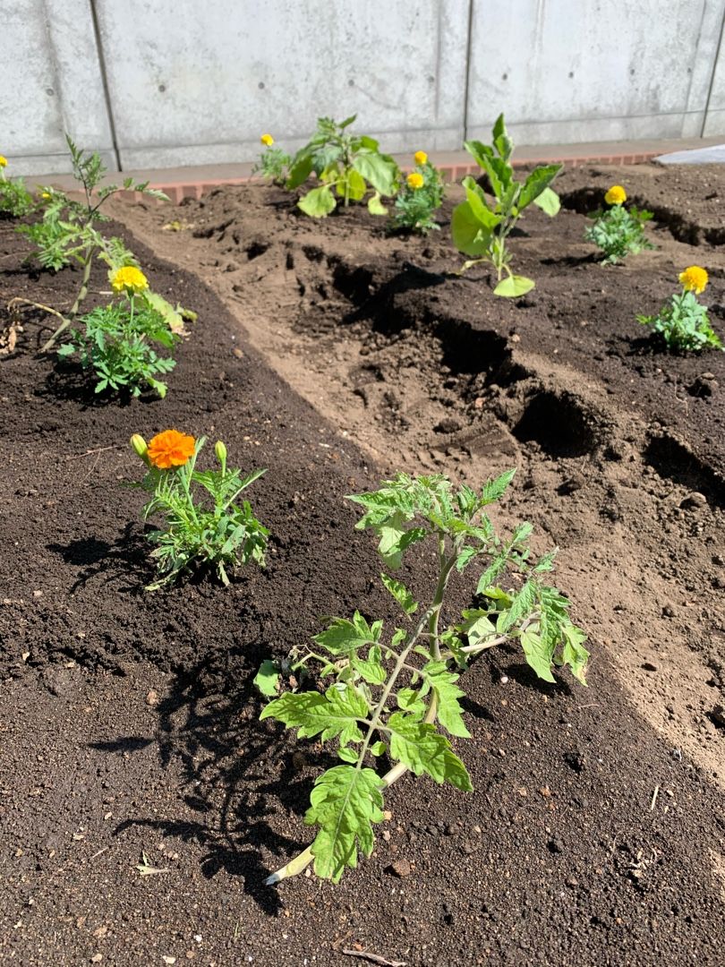 ナスとトマト植え付け 大きなわたしの小さなしあわせ 楽天ブログ