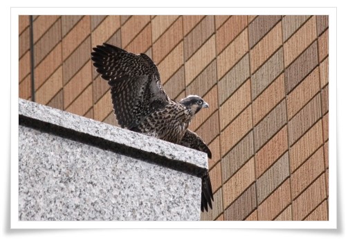 県庁舎のハヤブサ-8 14.5.27