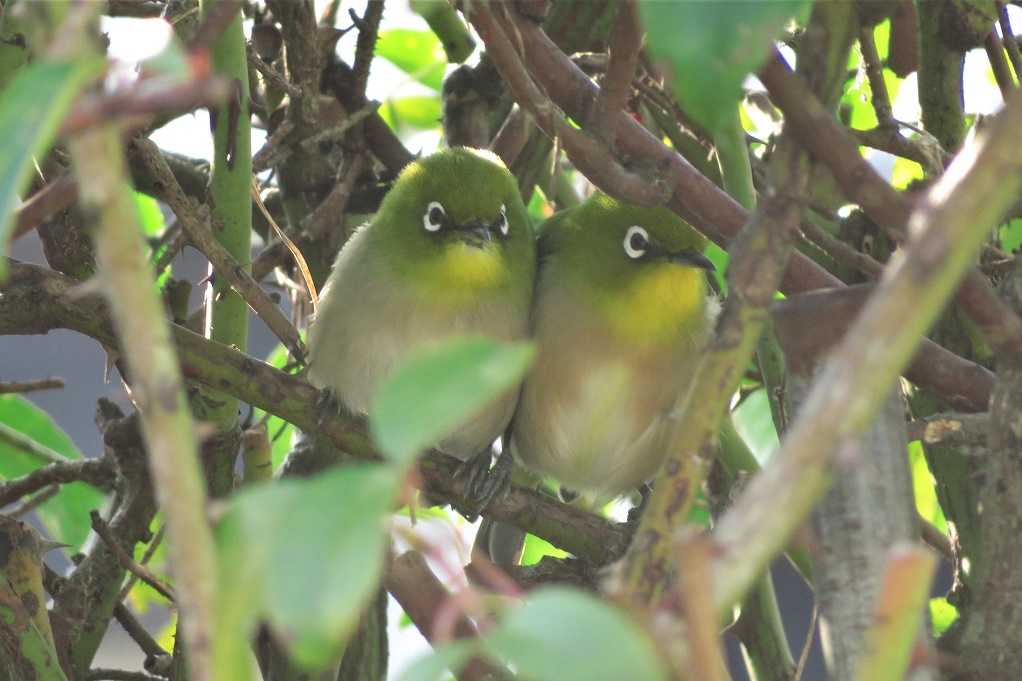 庭の野鳥;蜜柑メジロ、仲良しメシロ、万両ヒヨドリ、土浴びスズメ。 | 大分金太郎の花鳥蝶月 - 楽天ブログ