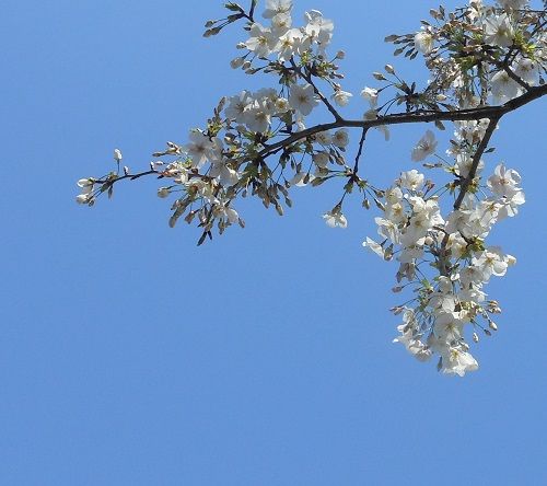 白い桜 写真俳句 Ryo 楽天ブログ