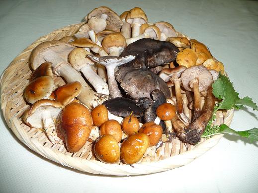 syuukaku 