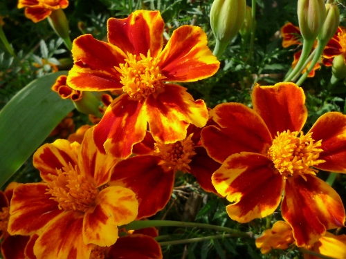 P1150444 (500x375).jpg