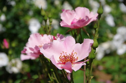 谷津バラ園のバラの花