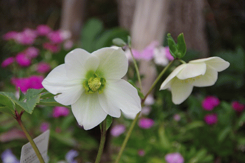 第１７回 クリスマスローズの世界展 その１ リッキー ノエルの部屋 楽天ブログ