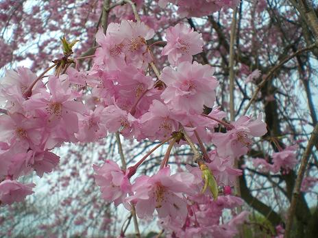 枝垂れ桜