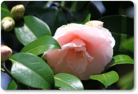 樹木公園-4 明日香 14.4.2