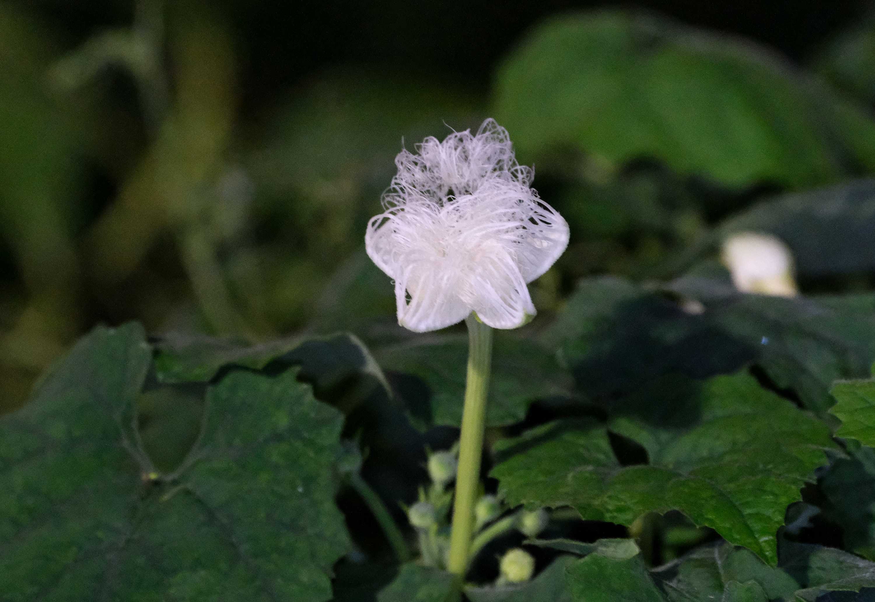 夜の花「カラスウリ」 | 南風のメッセージ - 楽天ブログ