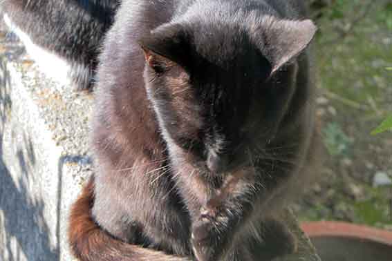 我が家のニャンコ♪2015/12/11-2