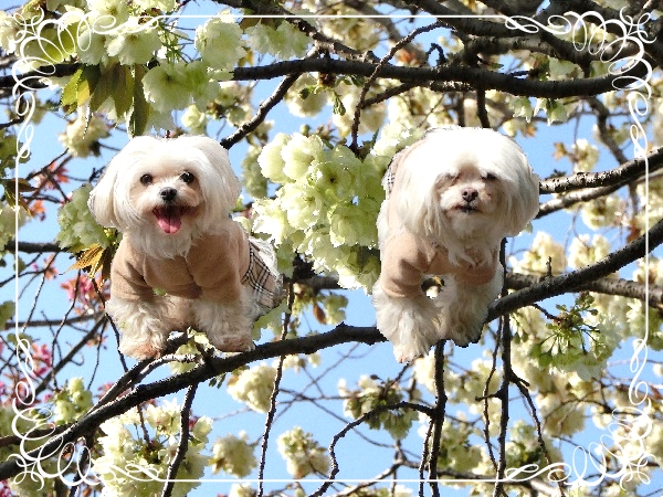 レディスと桜